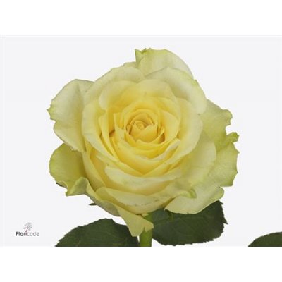 Rosa Gr Minion