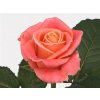 Rosa Gr Miss Piggy