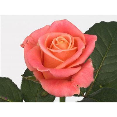 Rosa Gr Miss Piggy