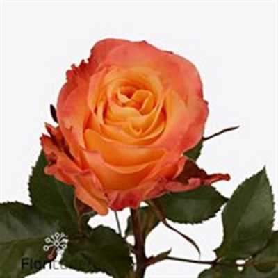 Rosa Gr Monalisa+