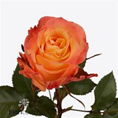 Rosa Gr Monalisa+