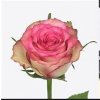 Rosa Gr Monique