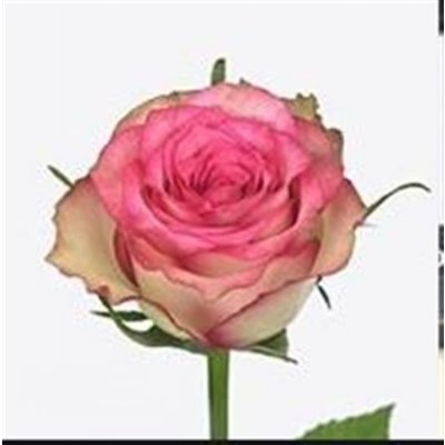 Rosa Gr Monique