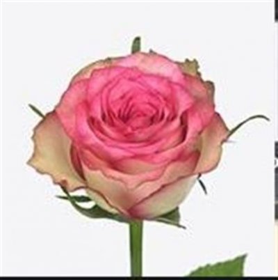 Rosa Gr Monique