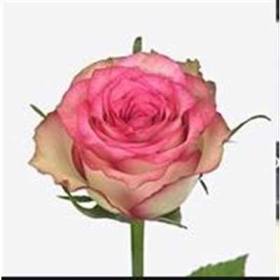 Rosa Gr Monique