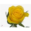 Rosa Gr Moonwalk