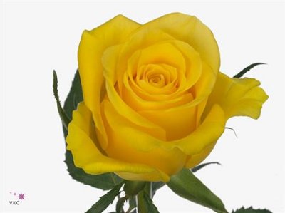Rosa Gr Moonwalk