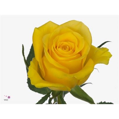 Rosa Gr Moonwalk