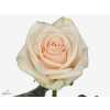Rosa Gr Myllena