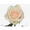 Rosa Gr Myllena