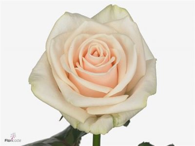 Rosa Gr Myllena
