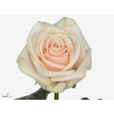 Rosa Gr Myllena