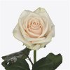 Rosa Gr Myllena