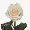 Rosa Gr Myllena