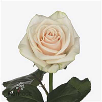 Rosa Gr Myllena