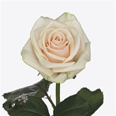 Rosa Gr Myllena
