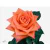 Rosa Gr Naranga