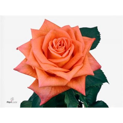 Rosa Gr Naranga