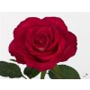 Rosa Gr Nicoletta