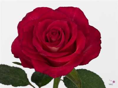 Rosa Gr Nicoletta