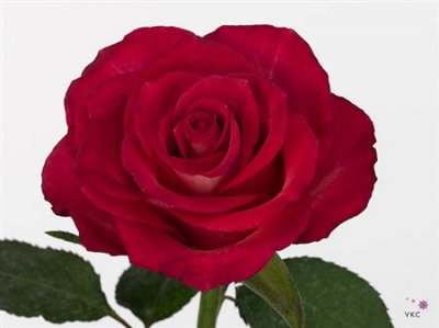 Rosa Gr Nicoletta