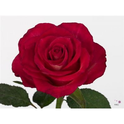 Rosa Gr Nicoletta