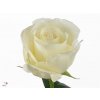 Rosa Gr Norma Jeane