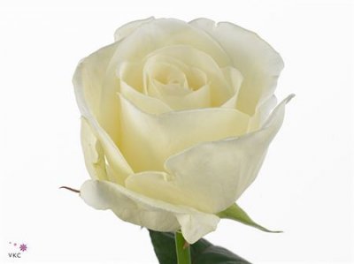 Rosa Gr Norma Jeane