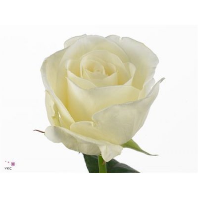 Rosa Gr Norma Jeane