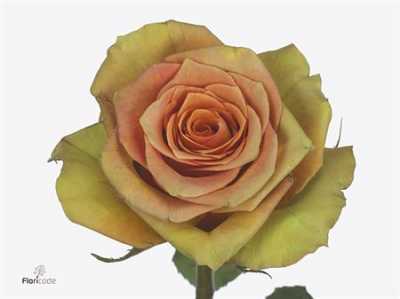 Rosa Gr Olduvai