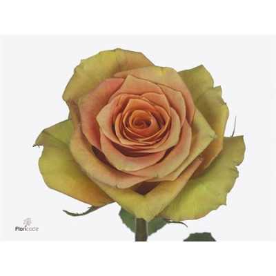 Rosa Gr Olduvai