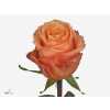 Rosa Gr Olympus