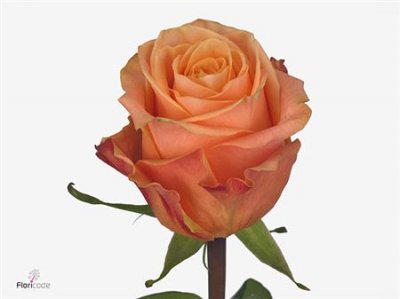 Rosa Gr Olympus
