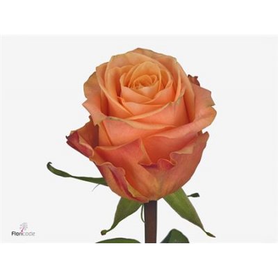 Rosa Gr Olympus