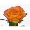 Rosa Gr Outlaw