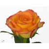 Rosa Gr Outlaw