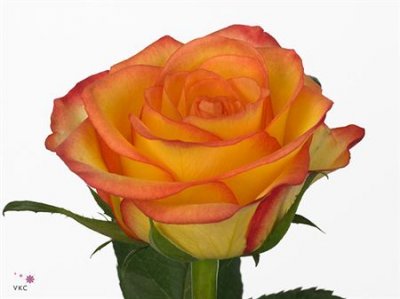 Rosa Gr Outlaw