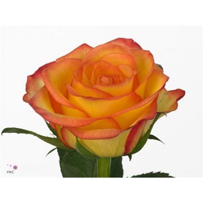 Rosa Gr Outlaw