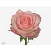 Rosa Gr Paloma