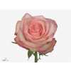 Rosa Gr Paloma