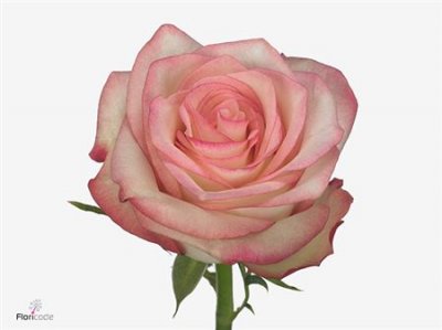 Rosa Gr Paloma