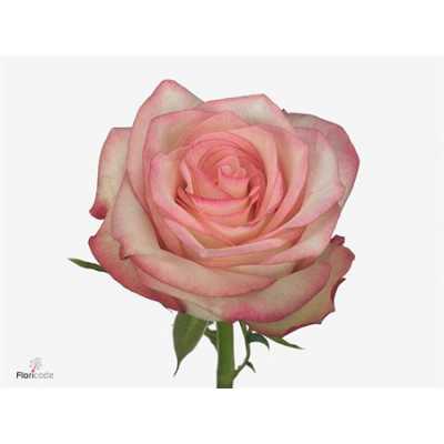 Rosa Gr Paloma