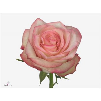 Rosa Gr Paloma