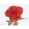 Rosa Gr Patz