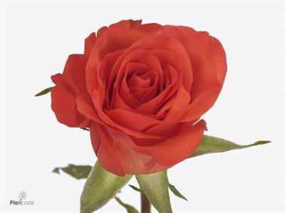 Rosa Gr Patz