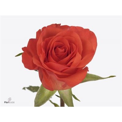 Rosa Gr Patz