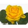 Rosa Gr Penny Lane Imp
