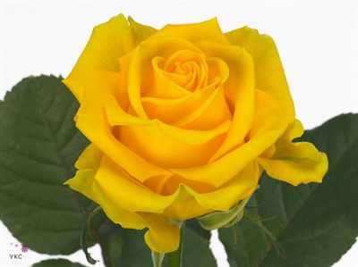 Rosa Gr Penny Lane Imp