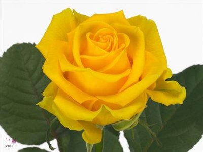 Rosa Gr Penny Lane Imp