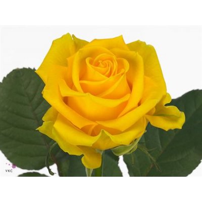 Rosa Gr Penny Lane Imp